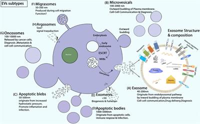 Native and Bioengineered Exosomes for Ischemic Stroke Therapy